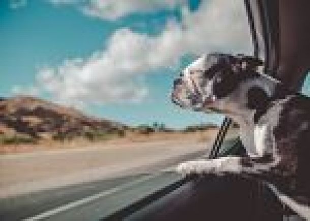 Consejos para transportar a tu mascota